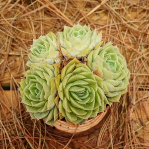 3&quot; Live Succulent Plants, Echeveria Onslow, Easy Care Plants