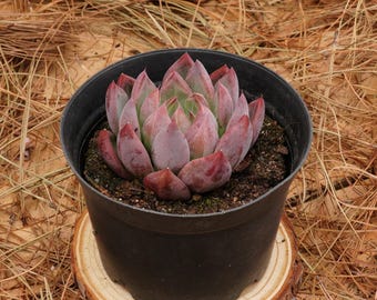 エケベリア ウェディング リング、多肉植物、多肉植物ギフト - Etsy 日本