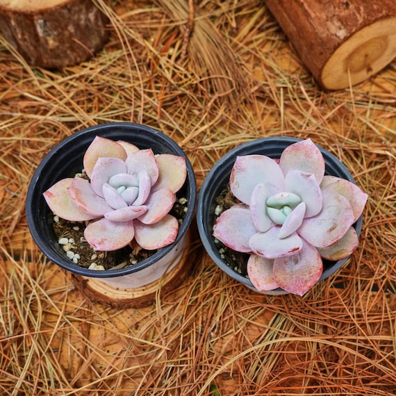 3.5インチの生きた多肉植物、エケベリア クリームティー、お