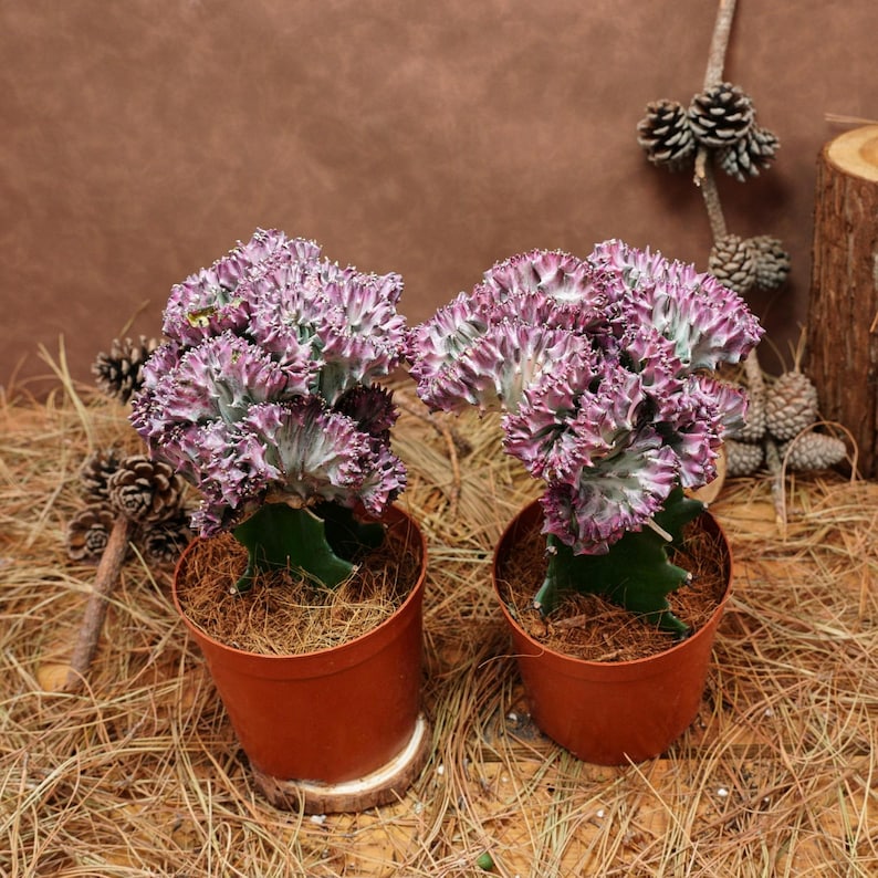 BestLittleShoppe Euphorbia Lactea Cristata - Thumbnail 2