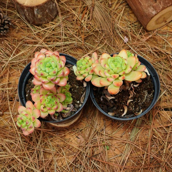 4インチの生きた多肉植物、セデベリア・シャングリラ、お手入れ簡単