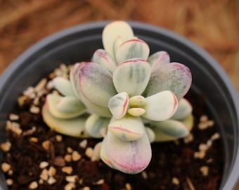 Plantas suculentas vivas de 2&quot;, Cotyledon Orbiculata, folhas curtas e redondas, variegadas, plantas de fácil cuidado