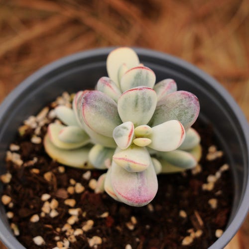 2" Live Succulent Plants, Cotyledon Orbiculata Short Round Leaf Variegated,  Easy Care Plants - Etsy