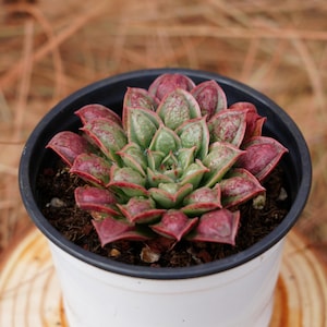 Può includere: Una pianta succulenta con foglie verdi e rosse in un vaso bianco. La pianta è in un vaso piccolo e si trova su una superficie di legno.