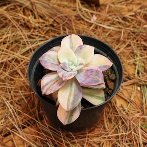 3.5&quot; Live Succulent Plants, Graptoveria Purple Delight Yellow Variegated, Easy Care Plants