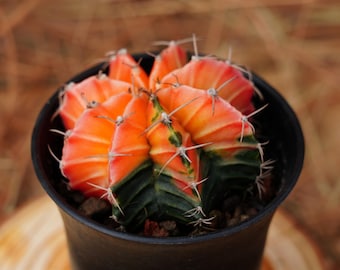 3&quot; Live Succulent Plants, Gymnocalycium Mihanovichii Variegated, Easy Care Plants