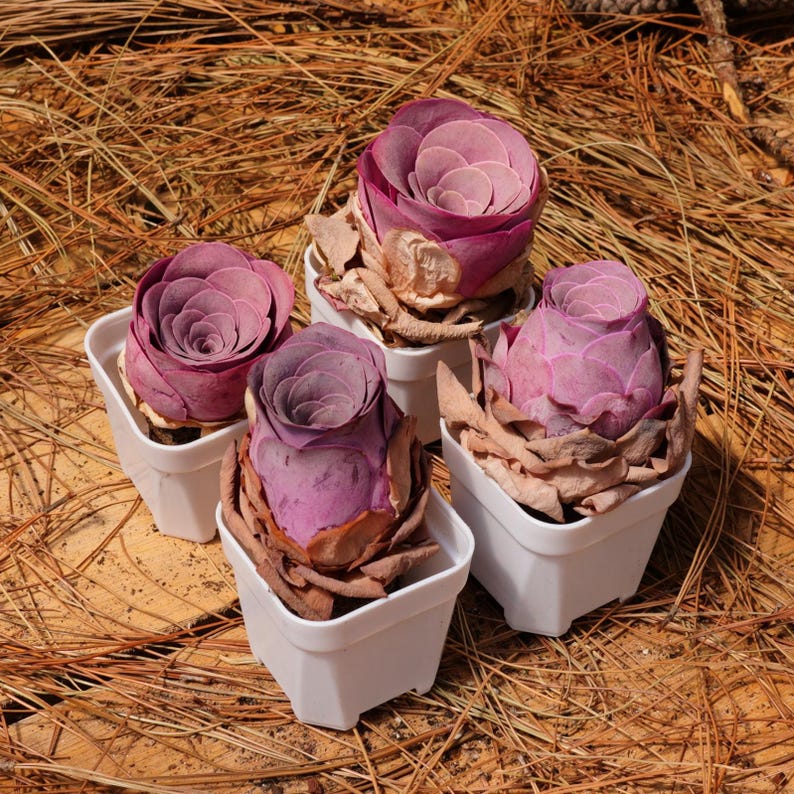 K&ouml;nnte beinhalten: Vier kleine Topfpflanzen mit rosa und violetten Rosetten. Die Pflanzen stehen in wei&szlig;en T&ouml;pfen und befinden sich auf einem Bett aus braunen Kiefernnadeln.