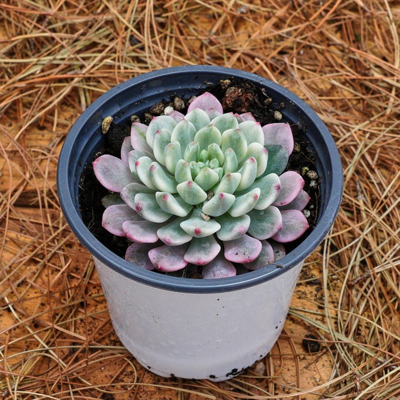 3" Live Succulent Plants, Echeveria Blue Apple Variegated - Thumbnail 4