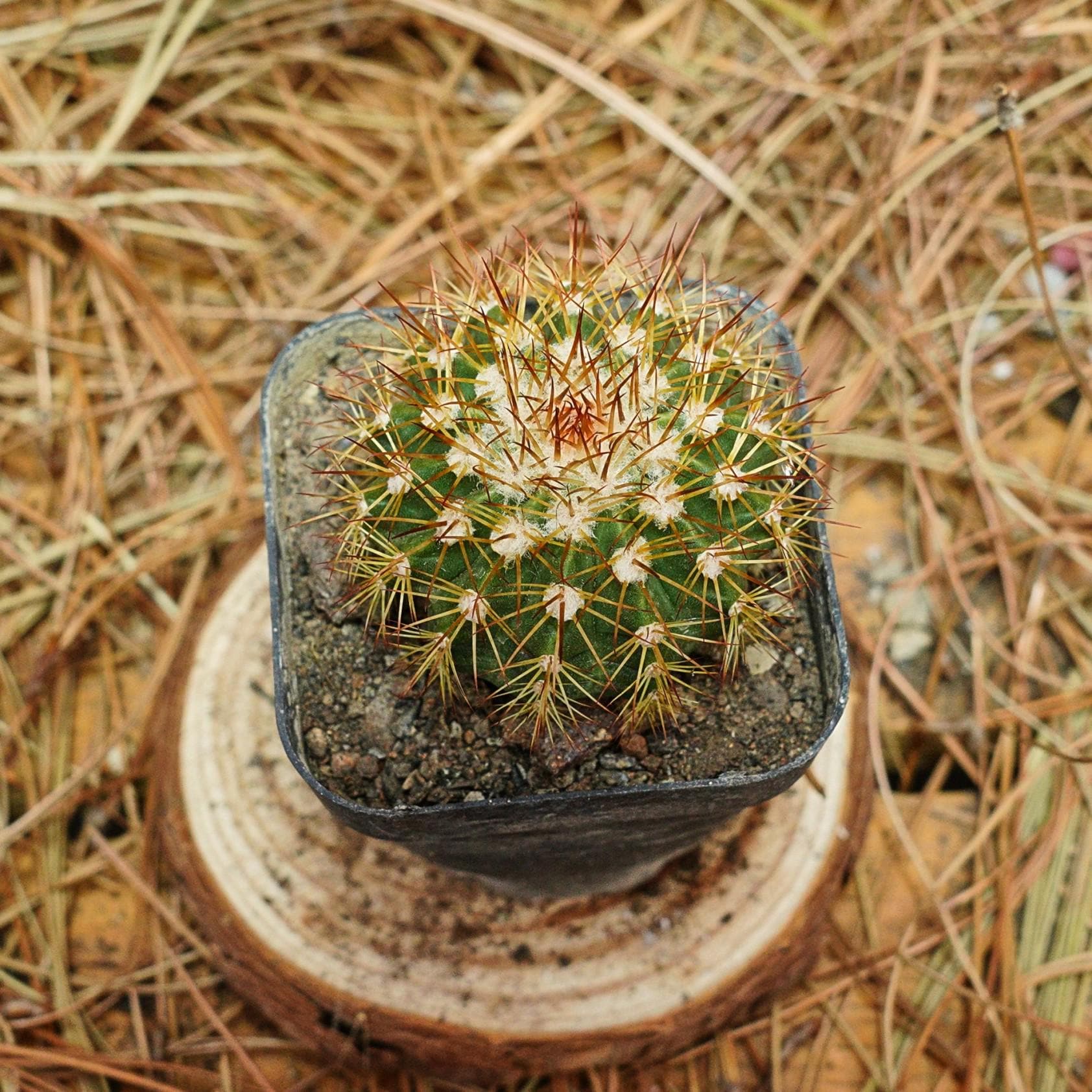 (ドミニカ共和国) メロカクタス・レマイレイ BS022 Melocactus 日本 Etsy - サボテン
