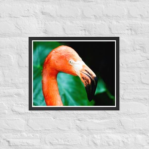 Flamingo Up Close and Personal Framed Print