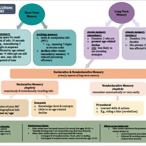 May include: A diagram illustrating the different types of memory, including short-term, working, primary, recent, remote, declarative, nondeclarative, episodic, semantic, and procedural memory. The diagram also shows how memory is affected by age.