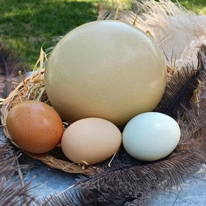 May include: A large, light brown ostrich egg sits in a nest of straw and feathers, surrounded by three smaller eggs. Two of the smaller eggs are brown, and one is white.