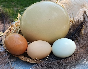 Huevo de avestruz fresco para consumir: huevo gourmet de granja procedente de Friant, California.