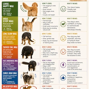 May include: An educational infographic titled WHAT DIFFERENT TAIL WAGS MEAN, featuring a golden retriever and seven illustrations of dog tail positions. It explains canine body language through descriptions of tail movement, body posture, and emotional states.