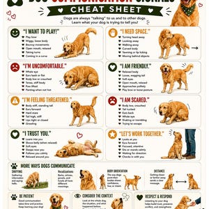 May include: A white educational poster titled DOG COMMUNICATION SIGNALS CHEAT SHEET. It features illustrations of golden retrievers demonstrating various behaviors with text explanations for each, including I WANT TO PLAY and I AM SCARED.