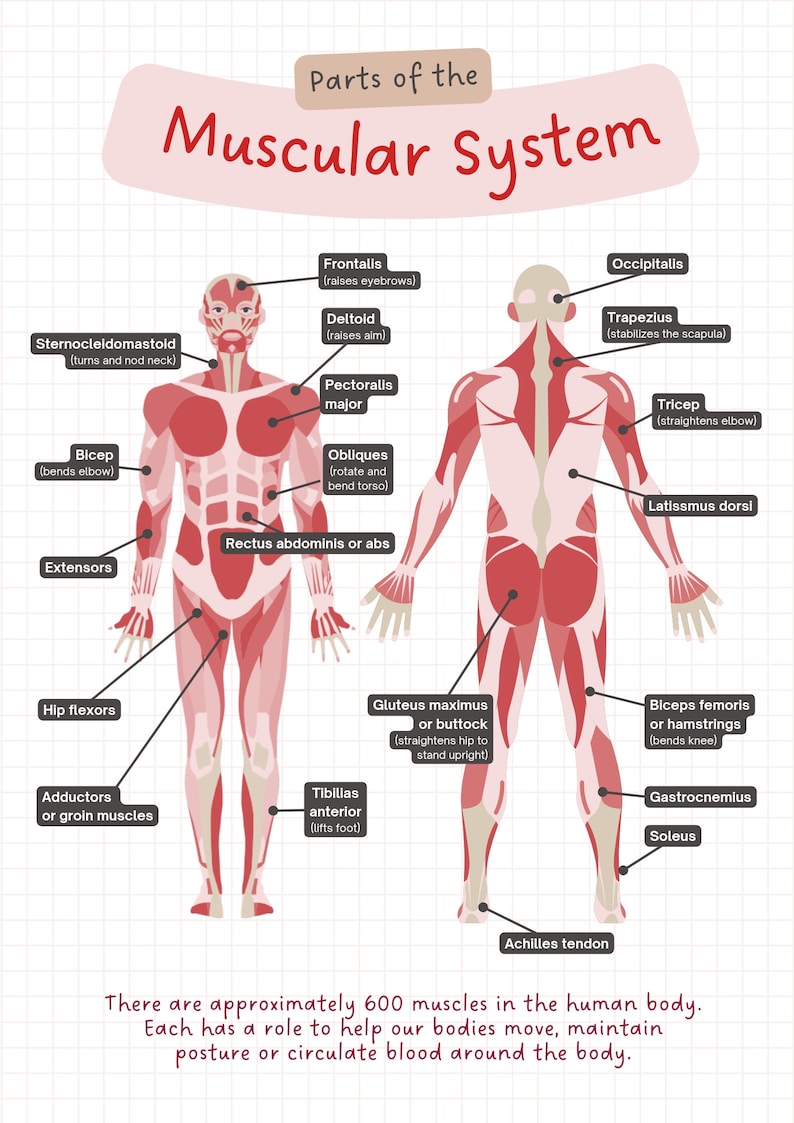 Highlight Muscles Human Body Systems Powerpoint Presentation: School Project (PDF Files ...