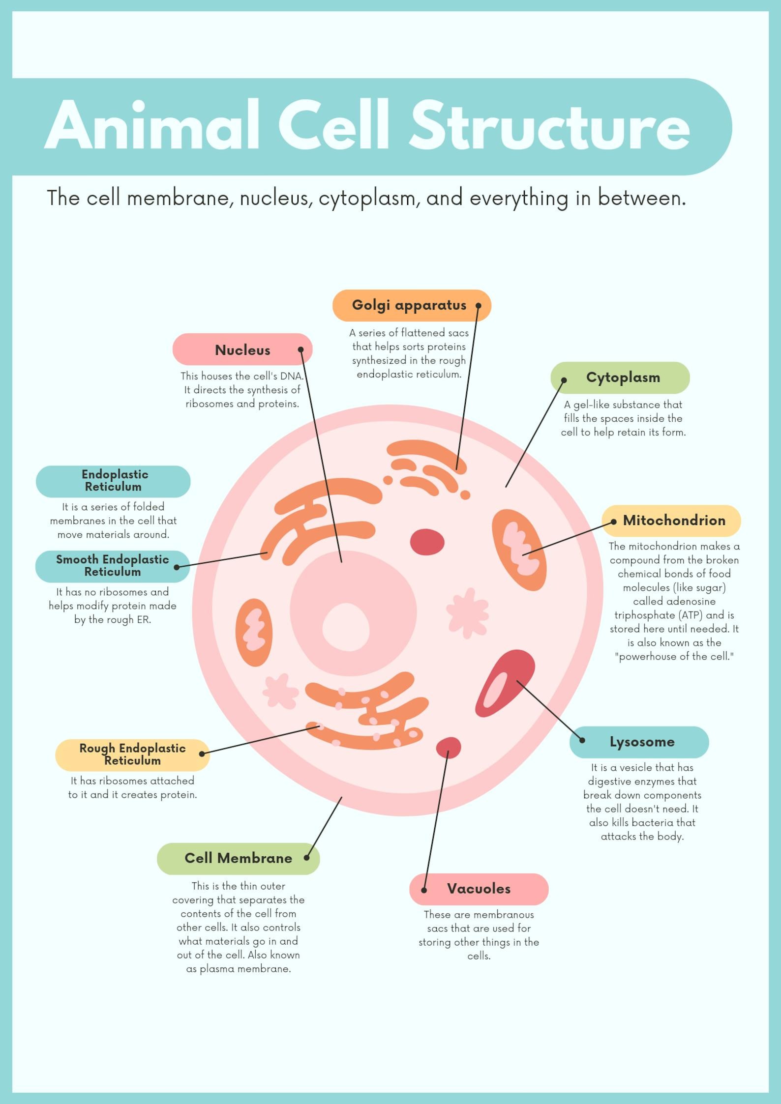 The Plant Cell and Animal Cell | Powerpoint Presentation | School ...