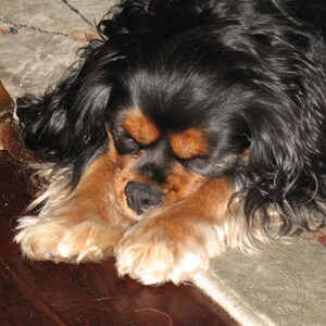 May include: A black and brown Cavalier King Charles Spaniel dog is sleeping on a light brown rug. The dog's head is resting on its paws.