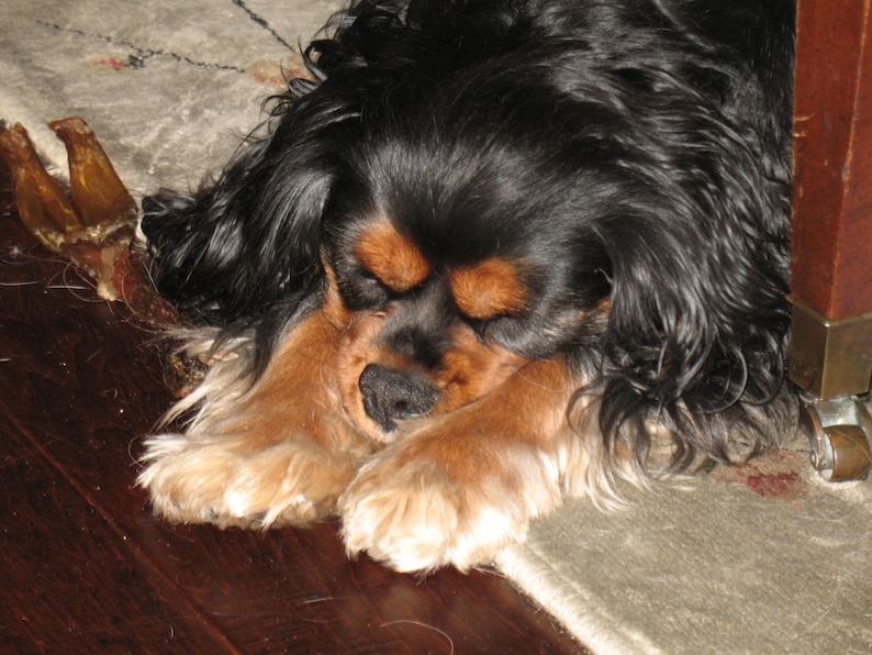 May include: A black and brown Cavalier King Charles Spaniel dog is sleeping on a light brown rug. The dog's head is resting on its paws.