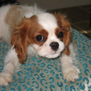 May include: A small, white and brown Cavalier King Charles Spaniel puppy with brown eyes is lying on a blue and brown patterned blanket.