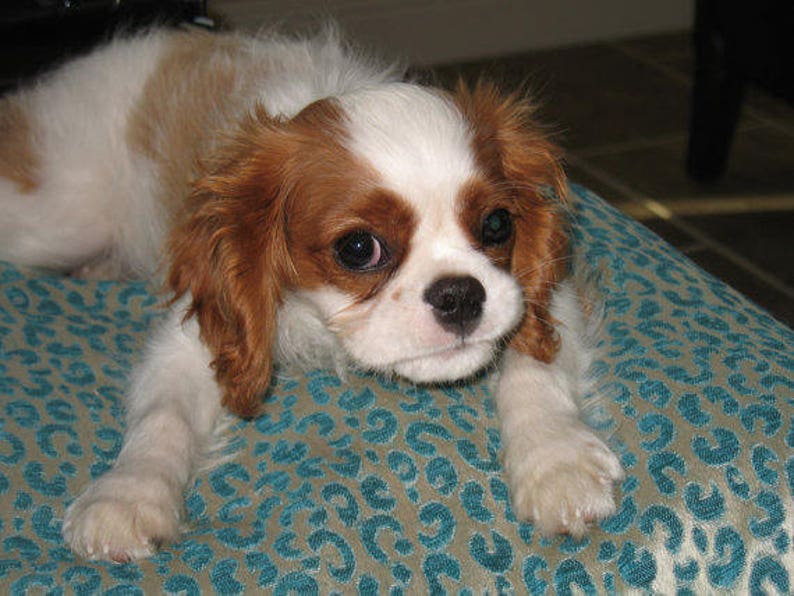 May include: A small, white and brown Cavalier King Charles Spaniel puppy with brown eyes is lying on a blue and brown patterned blanket.