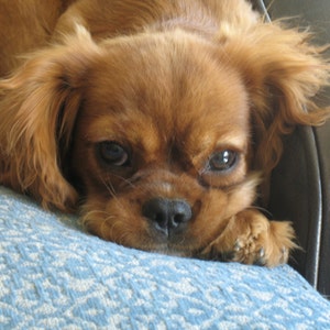 May include: A close-up of a brown and white Cavalier King Charles Spaniel dog with long, flowing hair. The dog is lying on a blue and white patterned fabric.