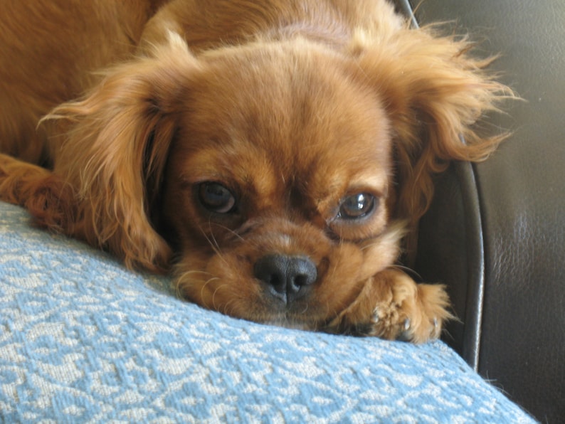 May include: A close-up of a brown and white Cavalier King Charles Spaniel dog with long, flowing hair. The dog is lying on a blue and white patterned fabric.
