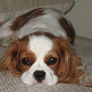 May include: A brown and white Cavalier King Charles Spaniel dog with long, flowing ears and brown eyes is lying on a white, textured surface. The dog is looking directly at the camera.