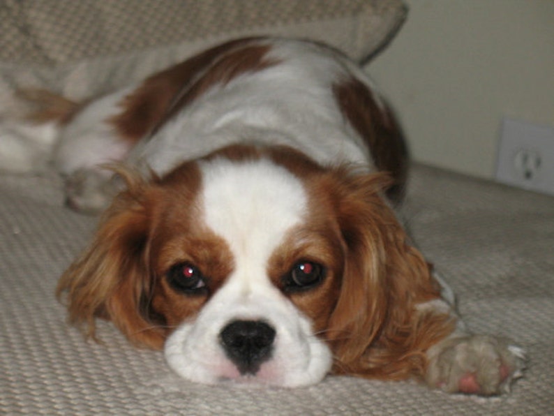May include: A brown and white Cavalier King Charles Spaniel dog with long, flowing ears and brown eyes is lying on a white, textured surface. The dog is looking directly at the camera.