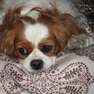 May include: A brown and white Cavalier King Charles Spaniel dog with long, flowing hair is lying on a patterned brown and white fabric.