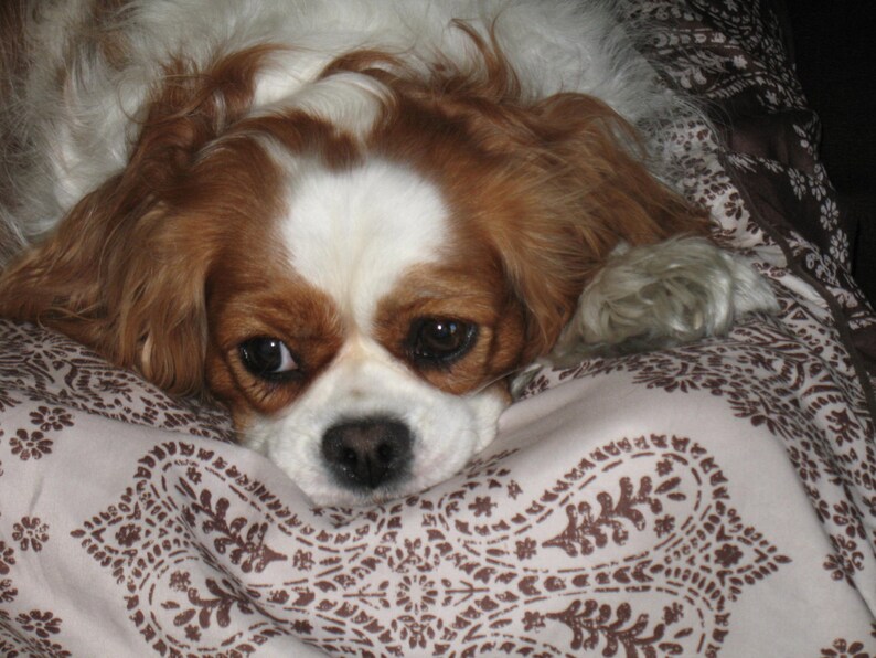 May include: A brown and white Cavalier King Charles Spaniel dog with long, flowing hair is lying on a patterned brown and white fabric.