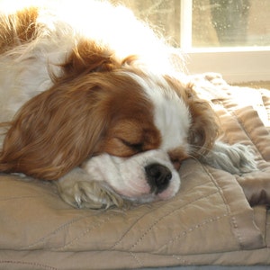 May include: A brown and white Cavalier King Charles Spaniel dog is sleeping on a beige quilted blanket. The dog's head is resting on its paws, and its eyes are closed.
