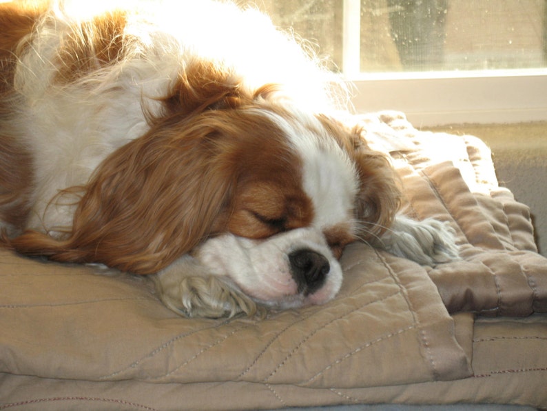 May include: A brown and white Cavalier King Charles Spaniel dog is sleeping on a beige quilted blanket. The dog's head is resting on its paws, and its eyes are closed.