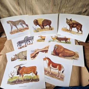 May include: A collection of vintage animal prints featuring various species. The prints showcase detailed illustrations of a cheetah, bison, zebra, deer, rhino, walrus, and other animals, rendered in vibrant colors on white paper.