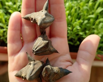Water Caltrop Set: Dried Devil's Nut - Witchcraft Supply, Halloween Decor