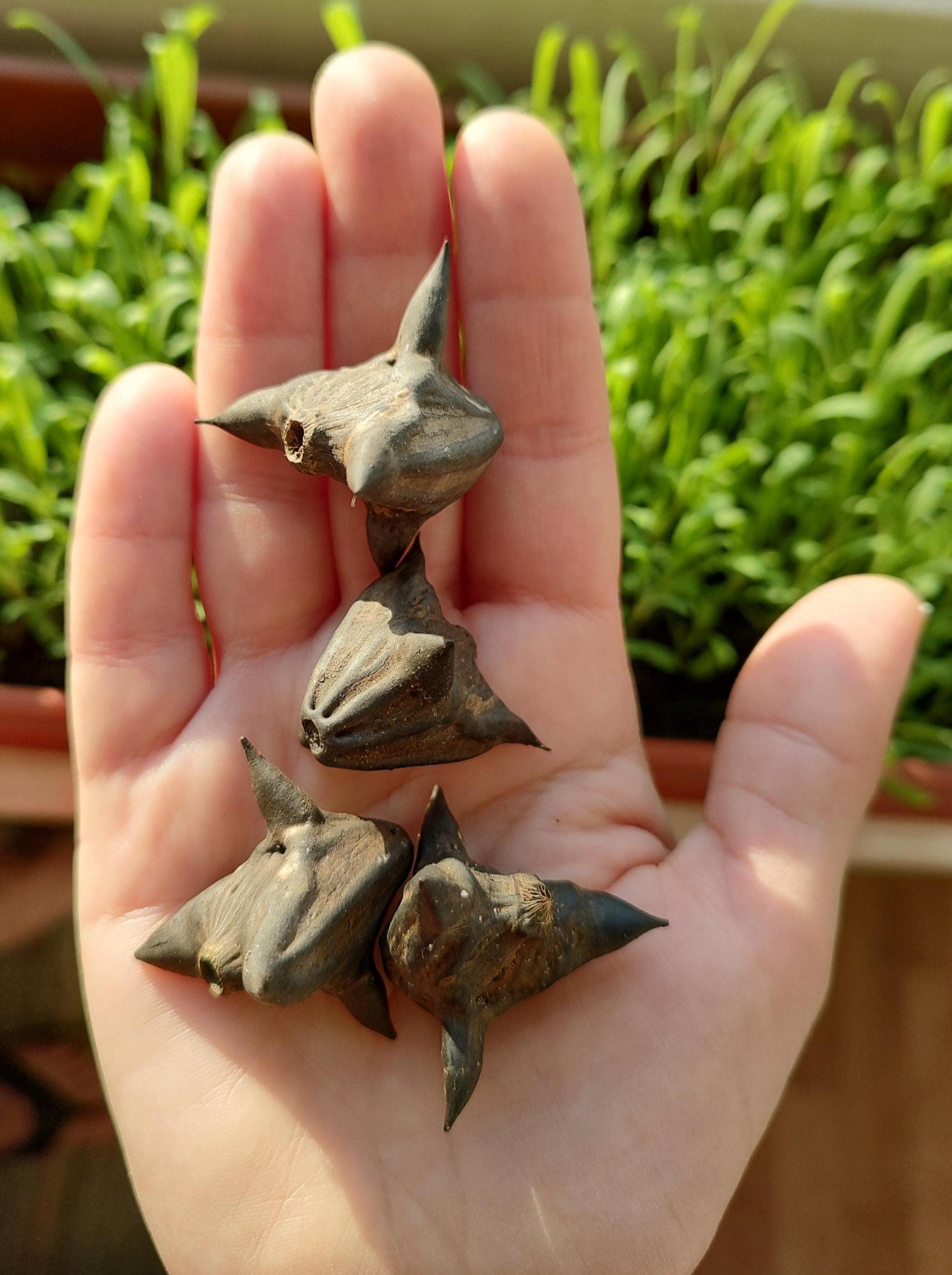 Water chestnut seed - Etsy 日本