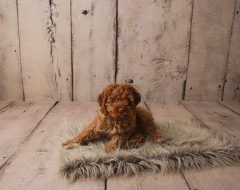 PLUSH Dog Blanket, Faux Fur Puppy, Kitten Blanket, Pet Bedding, Handmade Washable Luxury Vegan Fur, Cat Bedding, Faux Fur Blanket, Kitty Bed
