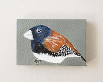 red-backed mannikin / original small painting on canvas