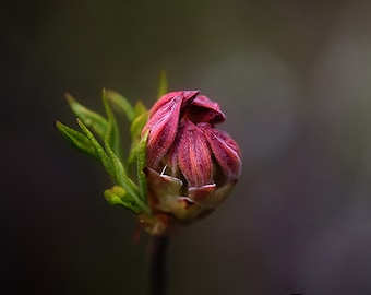 Azalea Bud - Flower Macro, Pink Azalea, Spring Flower