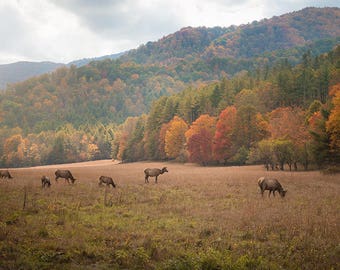 Grazing Elk - Cataloochee, NC - Fall Colors in the Great Smoky Mountains near Asheville, NC