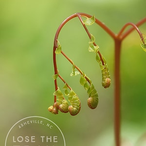 Unfurled Maidenhair Fern - Fern Macro, Fern Close Up, Fern Photo