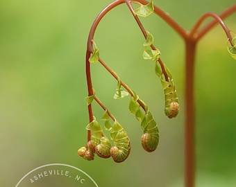 Unfurled Maidenhair Fern - Fern Macro, Fern Close Up, Fern Photo