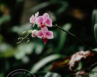 Purple Orchid - Flower Macro, Spring, Pink Flower Photo