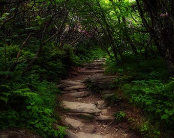 Woodland Trail - Mountain Trail - Blue Ridge Mountains, Craggy Gardens, Craggy, Blue Ridge Parkway, Rhododendrons, Purple, Rhododendron