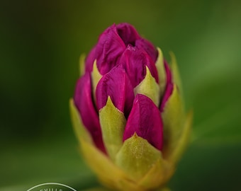 Rhododendron Bud - Flower Macro, Spring, Purple Flower Photo