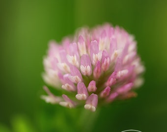 Clover Bloom - Flower Macro, Spring, Pink Flower Photo