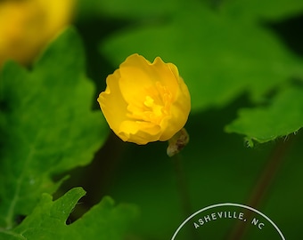 Wood Poppy Flower - Flower Macro, Spring, Yellow Flower Photo