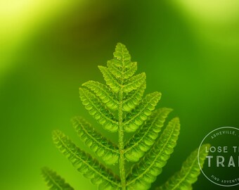 Green Fern Leaf - Fern Macro, Fern Close Up, Fern Photo