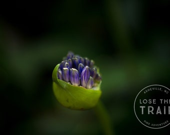 Bud Macro - Macro flower, bloom macro, spring, blossom