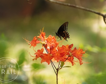 Azalea Bloom with Butterfly - Macro flower, bloom macro, spring, blossom, butterfly